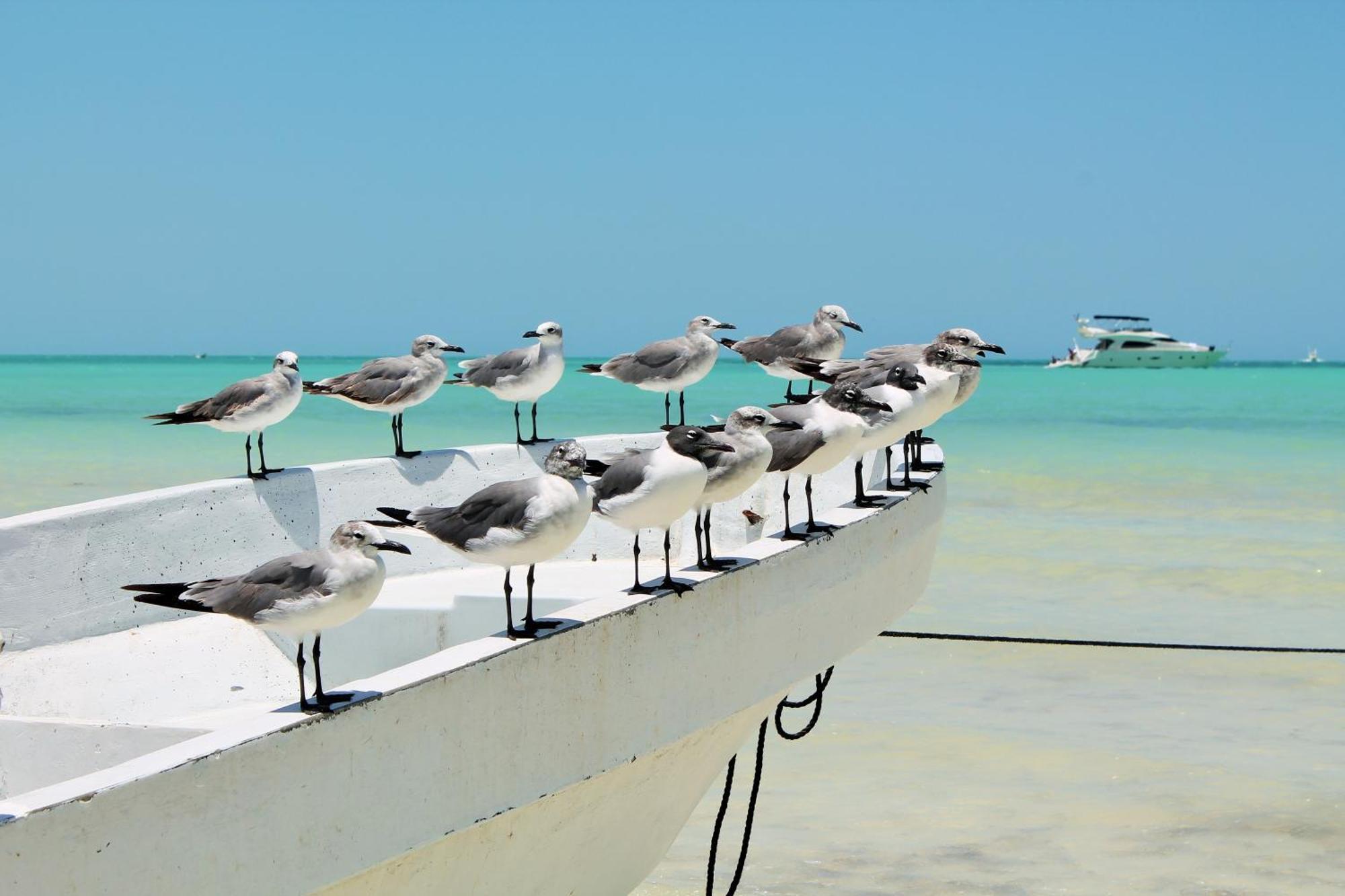 El Corazon Boutique Hotel - Adults Only With Beach Club Pass Included Holbox Eksteriør billede