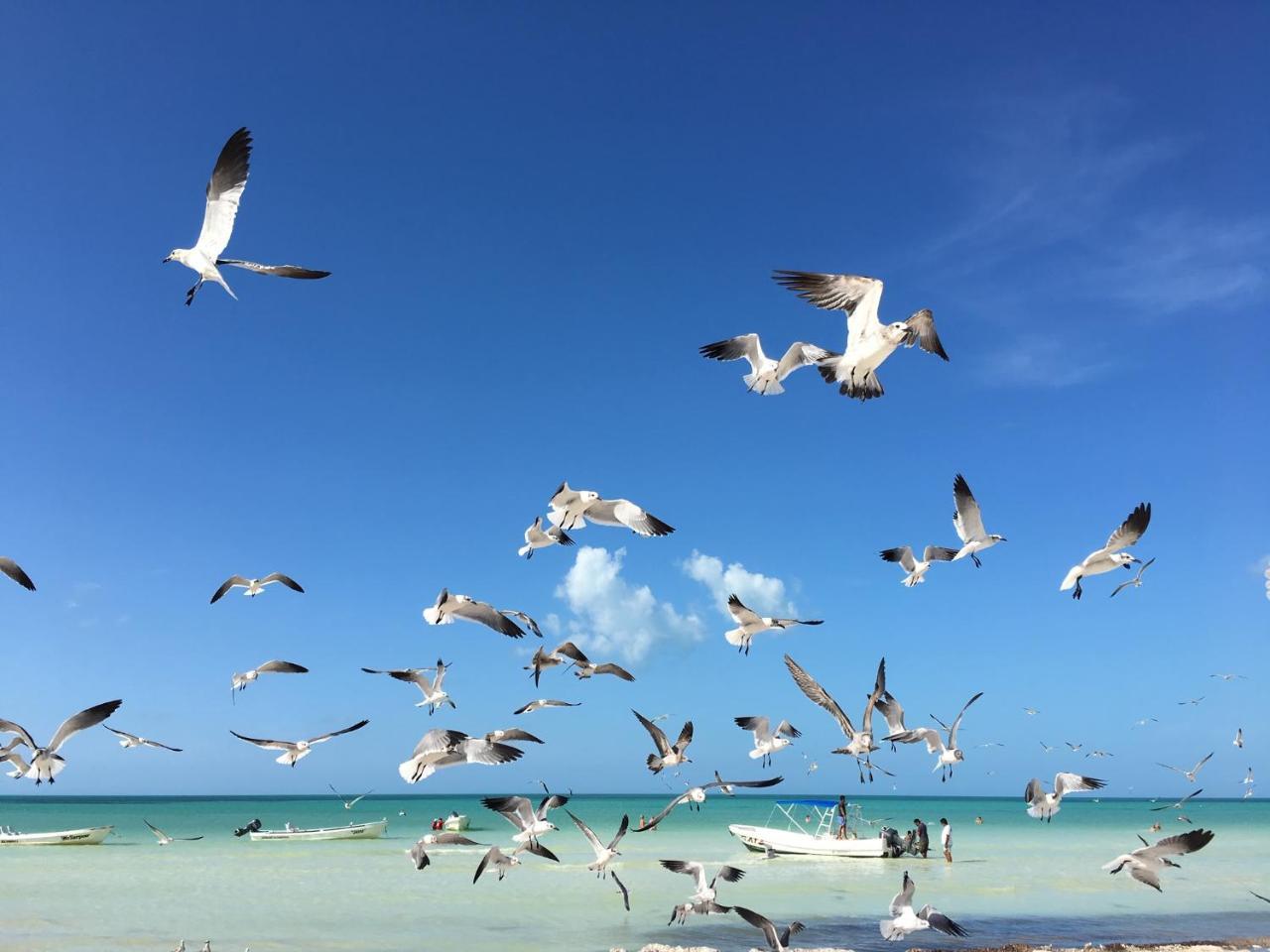 El Corazon Boutique Hotel - Adults Only With Beach Club'S Pass Included Holbox Eksteriør billede